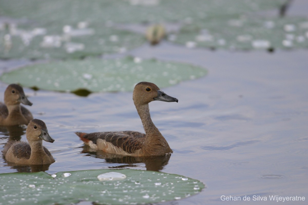 Anatidae